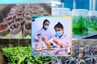 Sóc Trăng: Đẩy mạnh áp dụng tiến bộ khoa học kỹ thuật vào Đăng ký và nhận 60K 24 bao lì xì miễn phí mỗi ngày, ứng phó biến đổi khí hậu