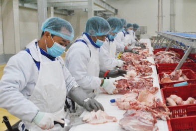 EU ban hành quy định về sửa đổi liên quan đến chứng nhận an toàn 13Win OKVIP Cá cược bóng đá động vật 