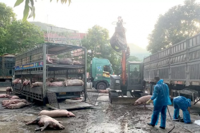 Ngăn chặn vận chuyển 7,2 tấn lợn nhiễm dịch tả lợn châu Phi về Hà Nội tiêu thụ