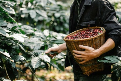 Phát triển vùng trồng cà phê ứng dụng công nghệ đạt tiêu chuẩn xuất khẩu