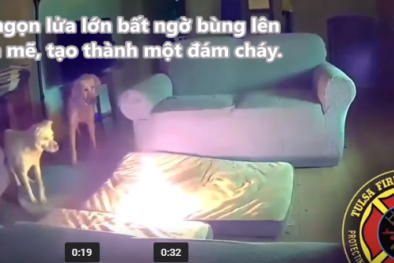 Chó nhai sạc dự phòng làm cháy nhà, người tiêu dùng nên cảnh giác