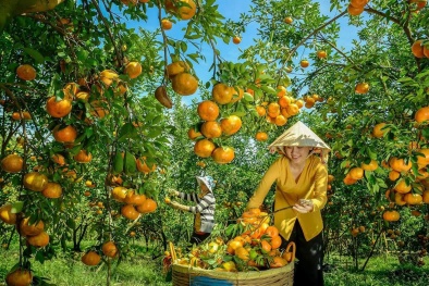 Phát triển nhãn hiệu và chỉ dẫn địa lý: Khẳng định chất lượng nông sản đặc thù của Đồng Tháp