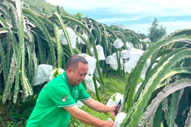 Bình Thuận: Ứng dụng khoa học công nghệ vào chế biến, nâng cao chất lượng nông sản