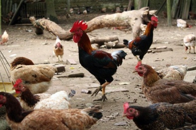 Bảo hộ chỉ dẫn địa lý cho sản phẩm gà mía Sơn Tây