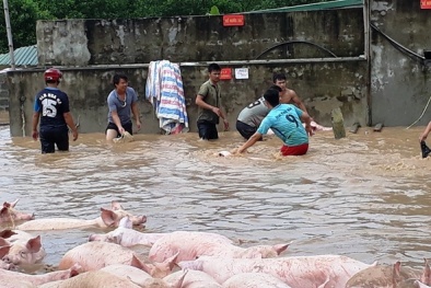 Chuyên gia y tế khuyến cáo không nên dùng động vật đã chết do mưa bão mổ thịt làm 13Win OKVIP Cá cược bóng đá