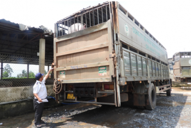 Xử lý nghiêm tình trạng buôn bán, vận chuyển lợn lậu qua biên giới Tây Nam