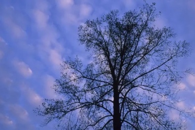Phát hiện loại gỗ có khả năng thu giữ lượng carbon cao mở ra tiềm năng chống biến đổi khí hậu