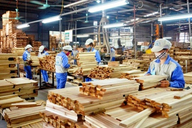 Sửa đổi quy định Hệ thống bảo đảm gỗ hợp pháp Việt Nam