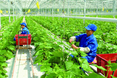 Thanh Hoá ứng dụng khoa học công nghệ, đảm bảo chất lượng chuỗi liên kết nông sản