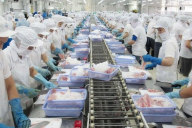 Xuất khẩu cá tra năm nay có thể vượt 2 tỷ USD