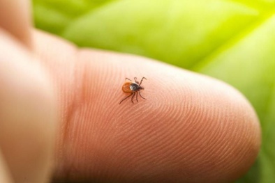 Sốt mò ở trẻ em không được phát hiện kịp thời có thể gây tử vong