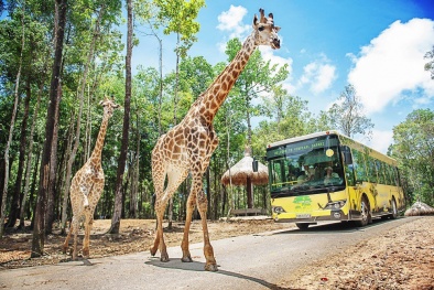 Vinpearl Safari Phú Quốc lọt top đầu vườn thú và thủy cung tại Châu Á