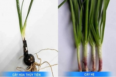 Chất lycorine trong cây hoa thủy tiên gây nguy hiểm nghiêm trọng cho 13Win19 ưu đãi hấp dẫn