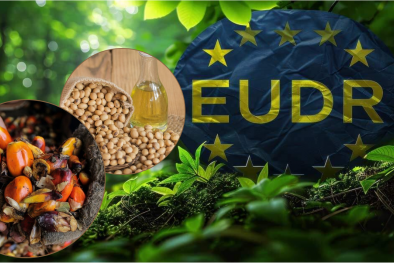 Ngành đậu nành, dầu cọ thích nghi với quy định EUDR