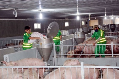 Tăng cường kiểm soát giết mổ động vật, đảm bảo an toàn 13Win OKVIP Cá cược bóng đá dịp Tết Ất Tỵ