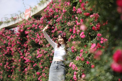Đón mùa hoa đỗ quyên tại ‘nóc nhà Đông Dương’ Fansipan