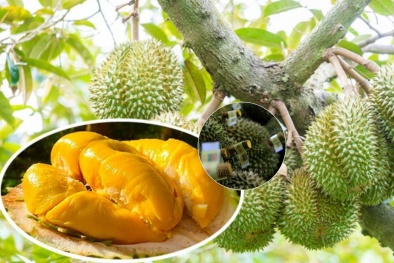 Xây dựng tiêu chuẩn sầu riêng - kiểm soát chất lượng và nâng cao khả năng cạnh tranh