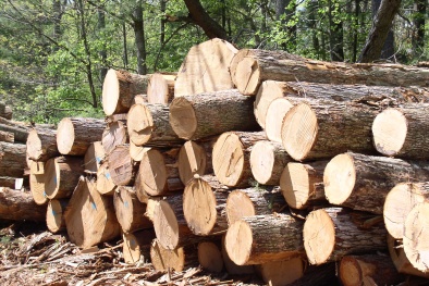 Úc thông báo dự thảo quy định ngăn chặn gỗ khai thác bất hợp pháp