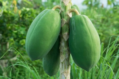 Phát hiện hợp chất có khả năng chống ung thư trong quả đu đủ 