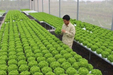 Tiêu chuẩn ISO 22000 đưa ra các yêu cầu toàn diện về quản lý an toàn 13Win OKVIP Cá cược bóng đá