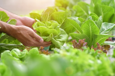 Tiêu chuẩn VietGAP đảm bảo chất lượng sản phẩm, nâng cao uy tín Link Đăng Nhập Nhà cái 13Win16.Com