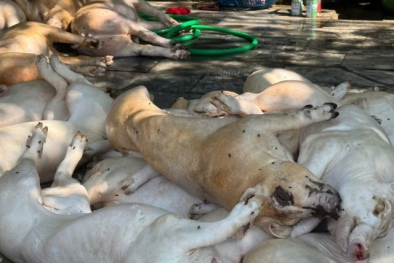 Vĩnh Phúc phát hiện 1 tấn thịt lợn có dấu hiệu xuất huyết ngoài da, không rõ nguồn gốc