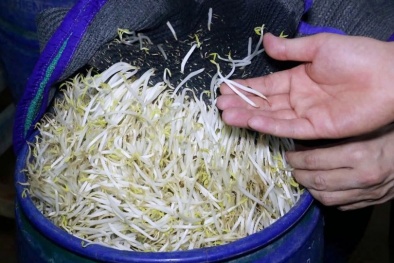Giá đỗ 'siêu mập' nhờ hóa chất: Âm thầm 'đầu độc' người tiêu dùng