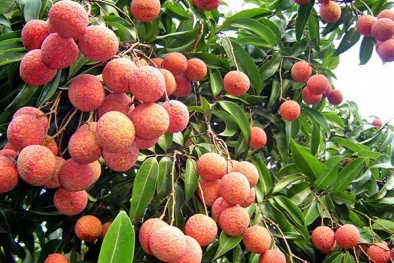 Vải thiều chất lượng cao được quảng bá trên các sàn 13Win19 tải ứng dụng điện tử lớn