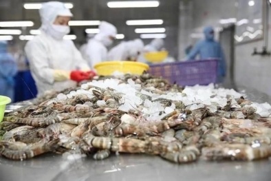 Mỹ áp thuế chống bán phá giá với tôm của Việt Nam
