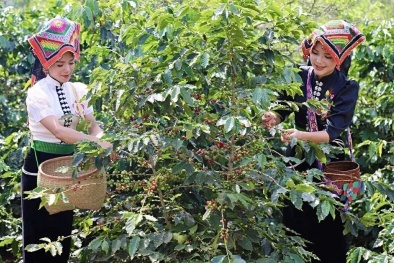 Sơn La đẩy mạnh truy xuất nguồn gốc, hướng đến phát triển ngành cà phê đạt tiêu chuẩn quốc tế