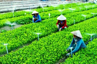 Năng suất xanh: Phương pháp tiếp cận tích hợp vì sự phát triển bền vững