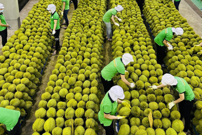Trung Quốc kiểm tra thực địa sầu riêng Việt Nam: Cơ hội gỡ vướng, thúc đẩy xuất khẩu