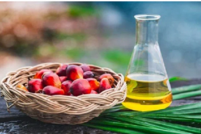 Chuyên gia khuyến cáo nên hạn chế sử dụng dầu cọ và dầu dừa 13Win15 com - Thương hiệu nhà cái uy tín để tốt cho 13Win19 ưu đãi hấp dẫn