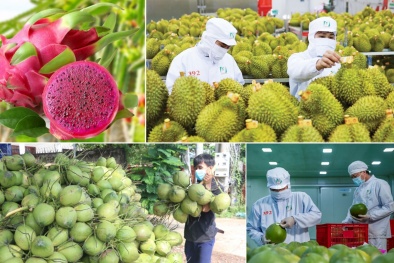 13Win OKVIP Đăng ký ngay chống giả nông sản: Vì sao vẫn bị… bỏ ngỏ?
