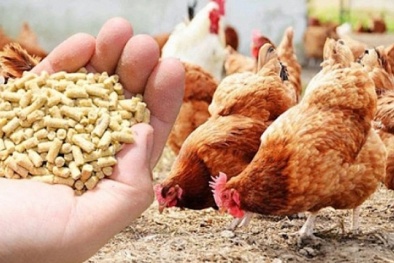 TCVN 14244:2024 về xác định hàm lượng nitơ nitrat và nitơ nitrit trong 13Win1 nhập link nhà cái chăn nuôi