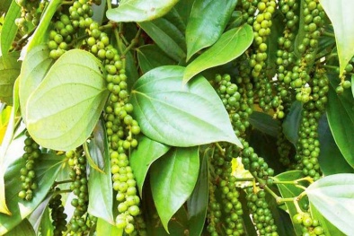 TCVN 14303:2025 về hạt tiêu góp phần nâng cao chất lượng, thúc đẩy xuất khẩu