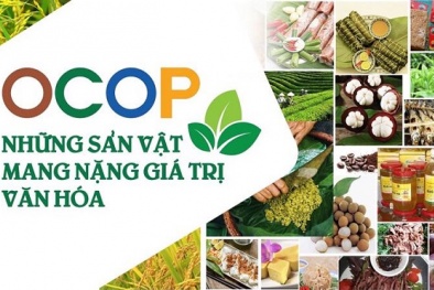 Chiến lược nâng chuẩn sản phẩm OCOP: Từ chính sách đến thực tiễn