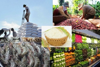 Bảo quản sau thu hoạch nông sản - bài toán từ những con số 'tỷ đô'