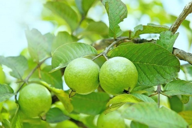 Mỹ phát hiện hoạt chất trong lá cây ổi có khả năng ức chế tế bào ung thư gan