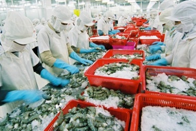 Tôm Việt giữ lợi thế EU nhờ đáp ứng tiêu chuẩn khắt khe