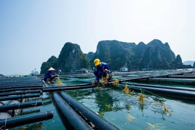 Quảng Ninh tiến hành xây dựng bộ quy chuẩn kỹ thuật nuôi biển
