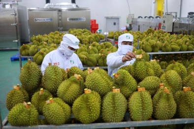 Khơi thông điểm nghẽn kiểm nghiệm, xuất khẩu sầu riêng thông suốt trở lại