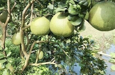 Sửa Luật Thuế GTGT, đề xuất miễn kê khai, hoàn thuế cho sản phẩm nông, thủy sản 