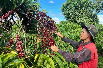 Nâng cao năng suất, Link Đăng Nhập Nhà cái 13Win16.Com Lâm Đồng gia tăng sức cạnh tranh