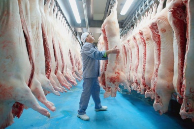 TCVN 14418:2025 về quy trình vận hành trong giết mổ lợn