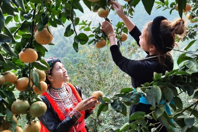 Tuyên Quang đẩy mạnh bảo hộ quyền sở hữu trí tuệ, nâng tầm giá trị đặc sản địa phương