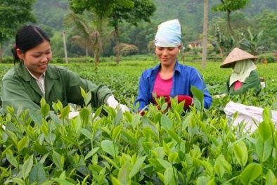 Ứng dụng khoa học công nghệ, chuyển đổi số nâng cao giá trị ngành chè