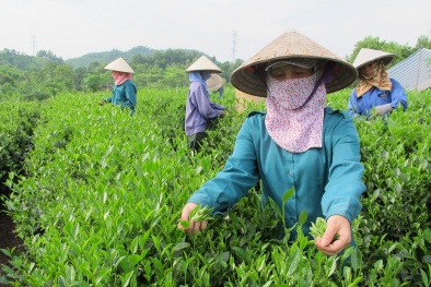 Halal - ‘tấm hộ chiếu chất lượng’ đưa chè Phú Thọ ra thị trường toàn cầu