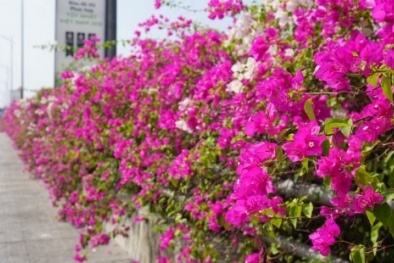 Triển lãm hoa giấy nghệ thuật, tái hiện không khí chợ Xuân làng nghề Bắc Bộ tại xã Phù Đổng