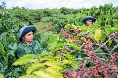 Chuẩn hóa sản xuất, nâng sức cạnh tranh nông sản thời hội nhập